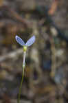 Bluets